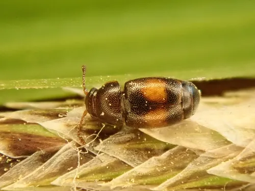 Kateretes pusillus - Kateretes pusillus