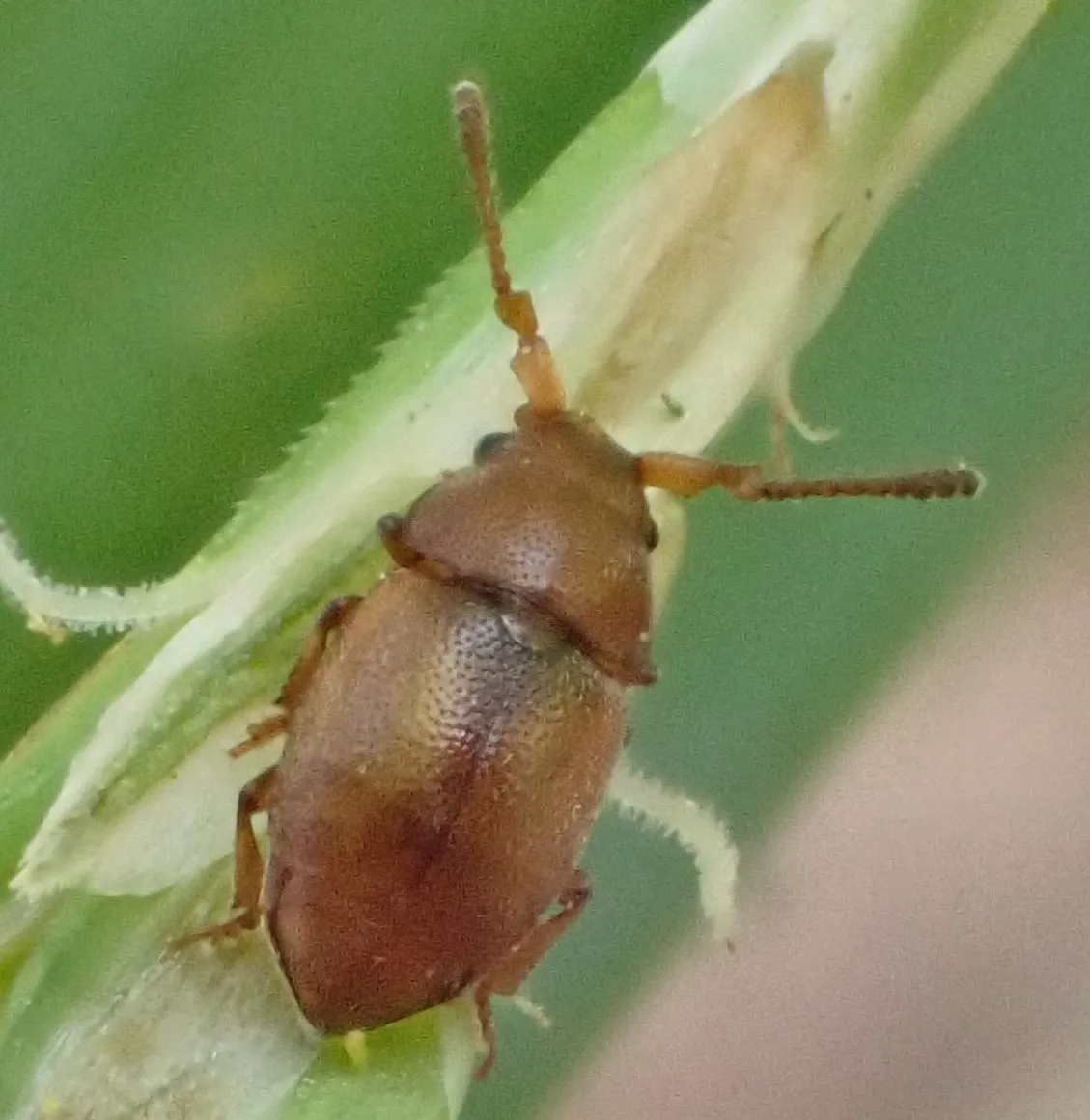 Short-winged Flower Beetles - Kateretidae