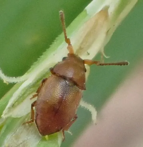 Short-winged Flower Beetles - photo 3