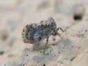 Kathleenum sepulcrale