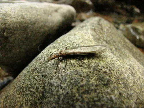 Longhead Sallfly