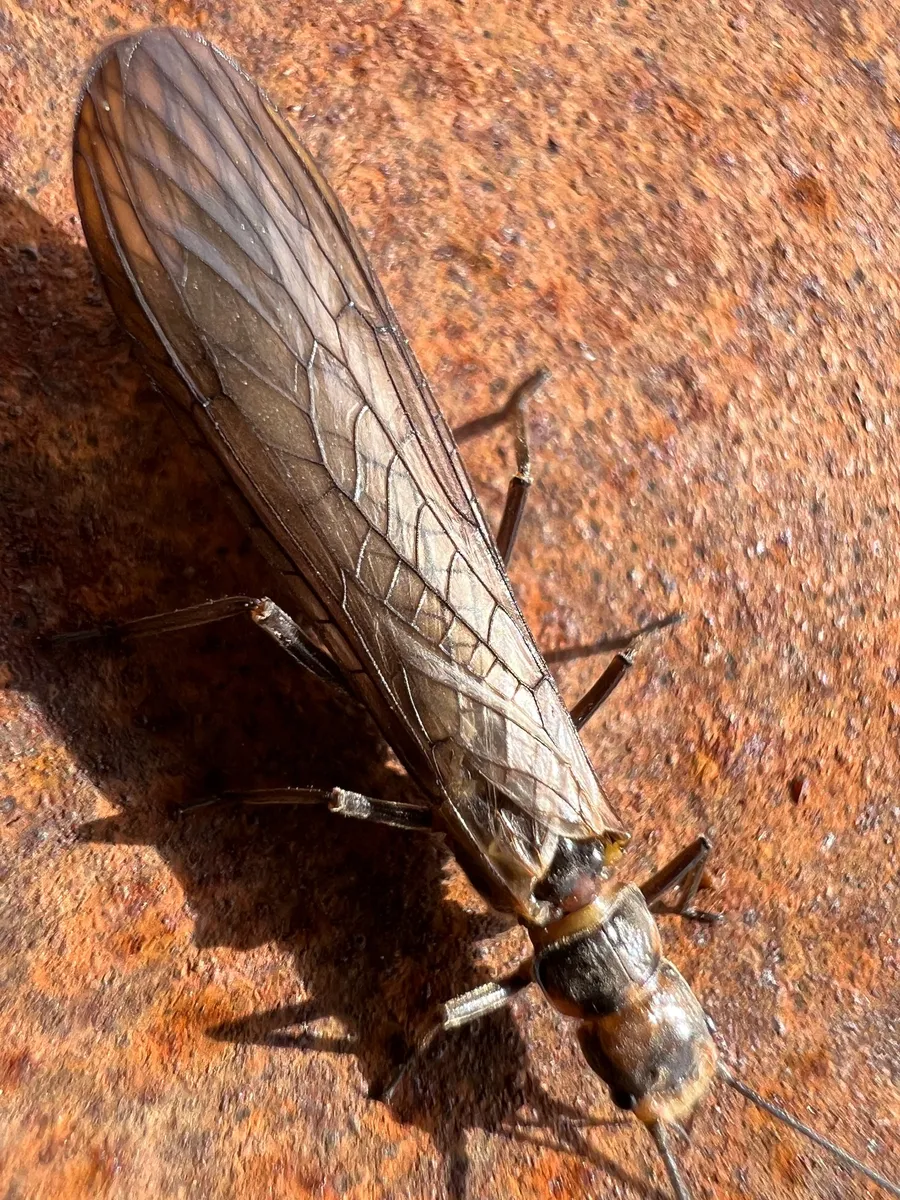 Kathroperlidae - photo 2
