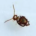 Katiannina macgillivrayi