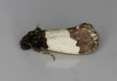 Kearfottia albifasciella - Hodges#0319 - photo 2