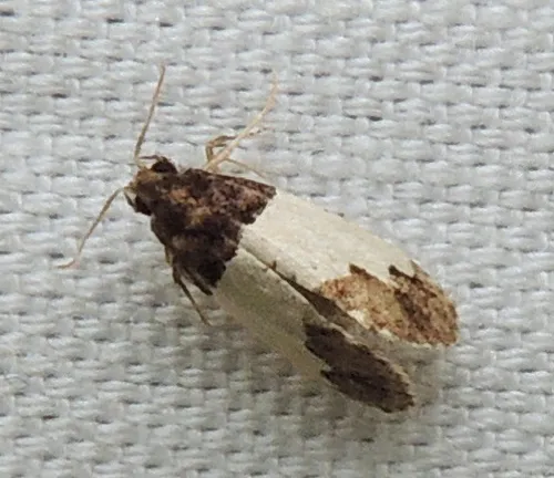 Kearfottia albifasciella - Hodges#0319 - photo 4