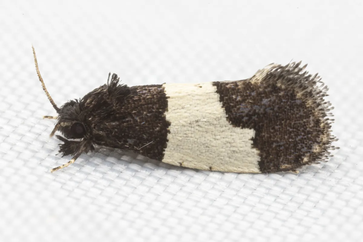 Kearfottia albifasciella - Hodges#0319 - photo 8
