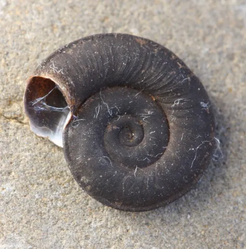 Keeled Ramshorn