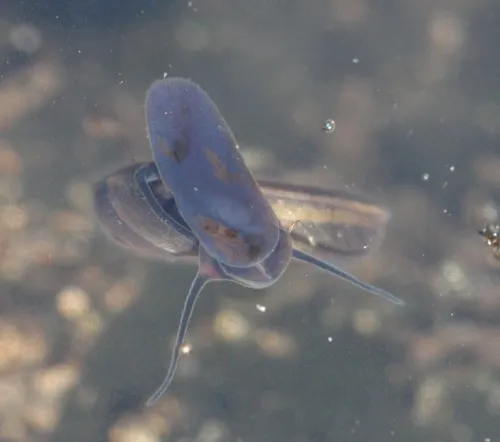 Keeled Ramshorn - photo 2