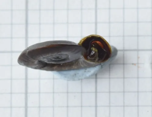 Keeled Ramshorn - photo 4