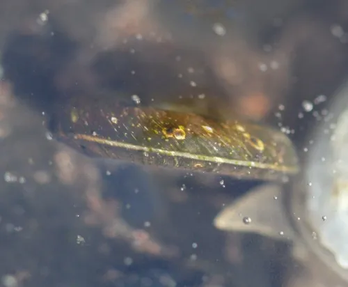 Keeled Ramshorn - photo 5