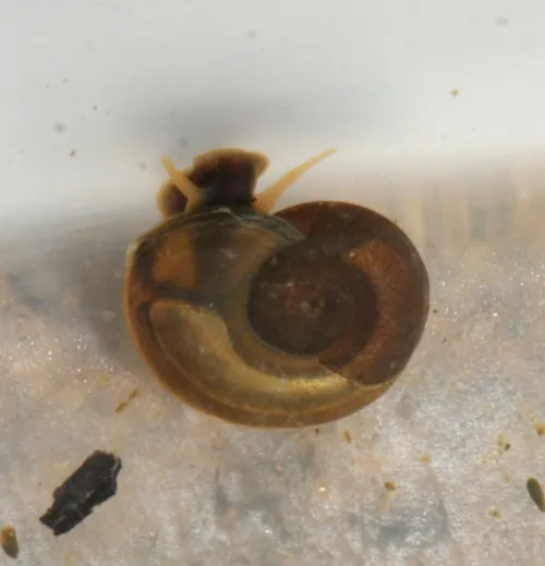 Keeled Ramshorn - photo 6