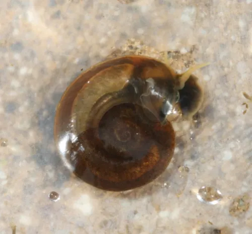 Keeled Ramshorn - photo 7