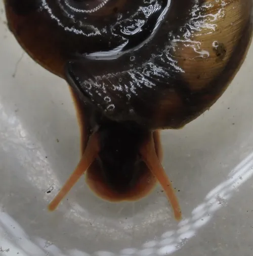 Keeled Ramshorn - photo 8