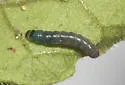 Keiferia georgei - Hodges#2048.1 - photo 2