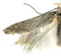 Keiferia georgei - Hodges#2048.1 - photo 5