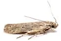 Keiferia glochinella - Hodges#2049 - photo 4