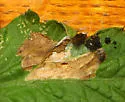 Tomato pinworm - Hodges#2047 - photo 2
