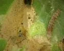 Tomato pinworm - Hodges#2047 - photo 3