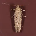 Tomato pinworm - Hodges#2047 - photo 4