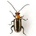 Keitheatus blakeae - photo 2