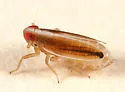 Kelisia axialis
