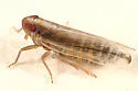 Kelisia axialis - photo 2