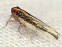 Kelisia axialis - photo 5