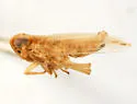 Kelisia bimaculata