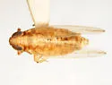 Kelisia bimaculata - photo 2