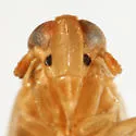 Kelisia bimaculata - photo 3