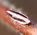 Kelisia curvata