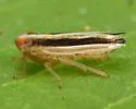 Kelisia curvata - photo 3