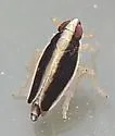 Kelisia flagellata