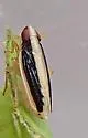 Kelisia flagellata - photo 2
