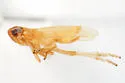 Kelisia flava