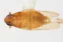 Kelisia flava - photo 2