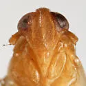Kelisia flava - photo 3