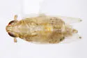 Kelisia flava - photo 5