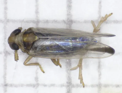 Kelisia guttulifera
