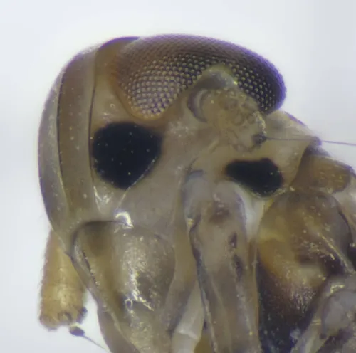 Kelisia guttulifera - photo 2