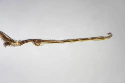 Kelisia guttulifera - photo 3