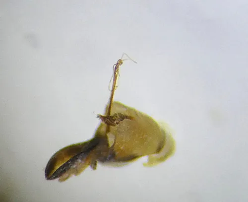 Kelisia guttulifera - photo 6