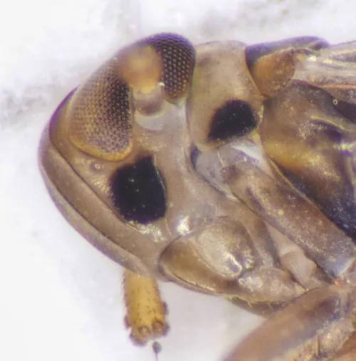 Kelisia guttulifera - photo 8