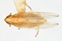 Kelisia hyalina - photo 2