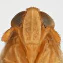 Kelisia hyalina - photo 3