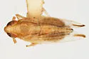 Kelisia hyalina - photo 5