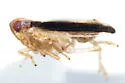 Kelisia parvicurvata