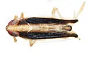 Kelisia parvicurvata - photo 2
