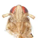 Kelisia parvicurvata - photo 3