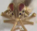 Kelisia pectinata